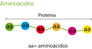 cadena proteina